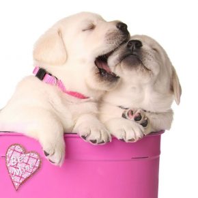 Valentine's Day Caption Contest