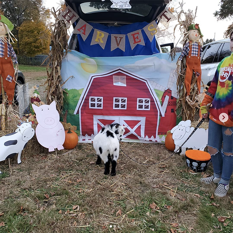 Trunk decorated as a barn with various farm animals - a great trunk or treat idea for Halloween | The Dating Divas