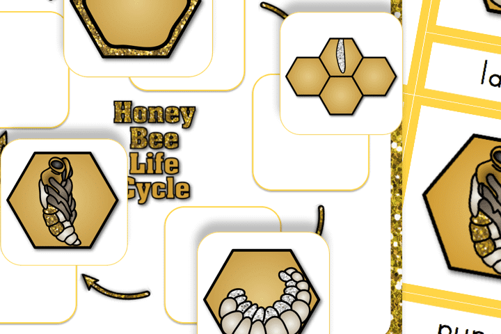 Preschool worksheets all about the life cycle of the honey bee | The Dating Divas