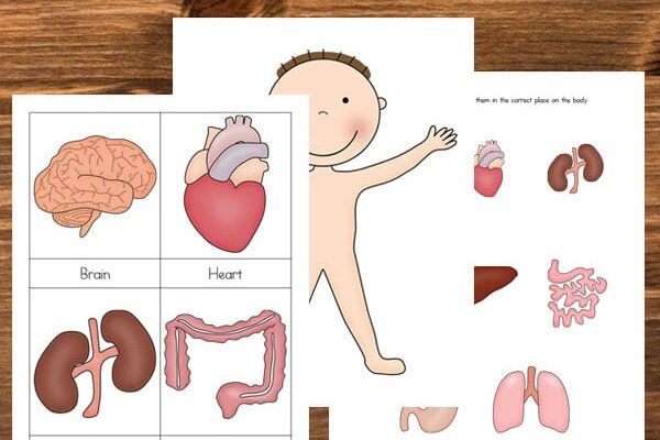 Human body printable preschool worksheets | The Dating Divas