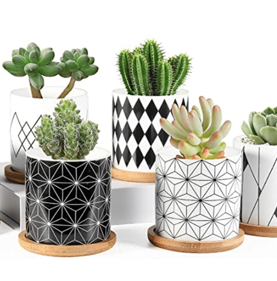 Succulent planters make cute Valentine's Day gifts for her! | The Dating Divas 