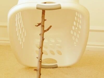 A leprechaun trap made out of a laundry basket | The Dating Divas
