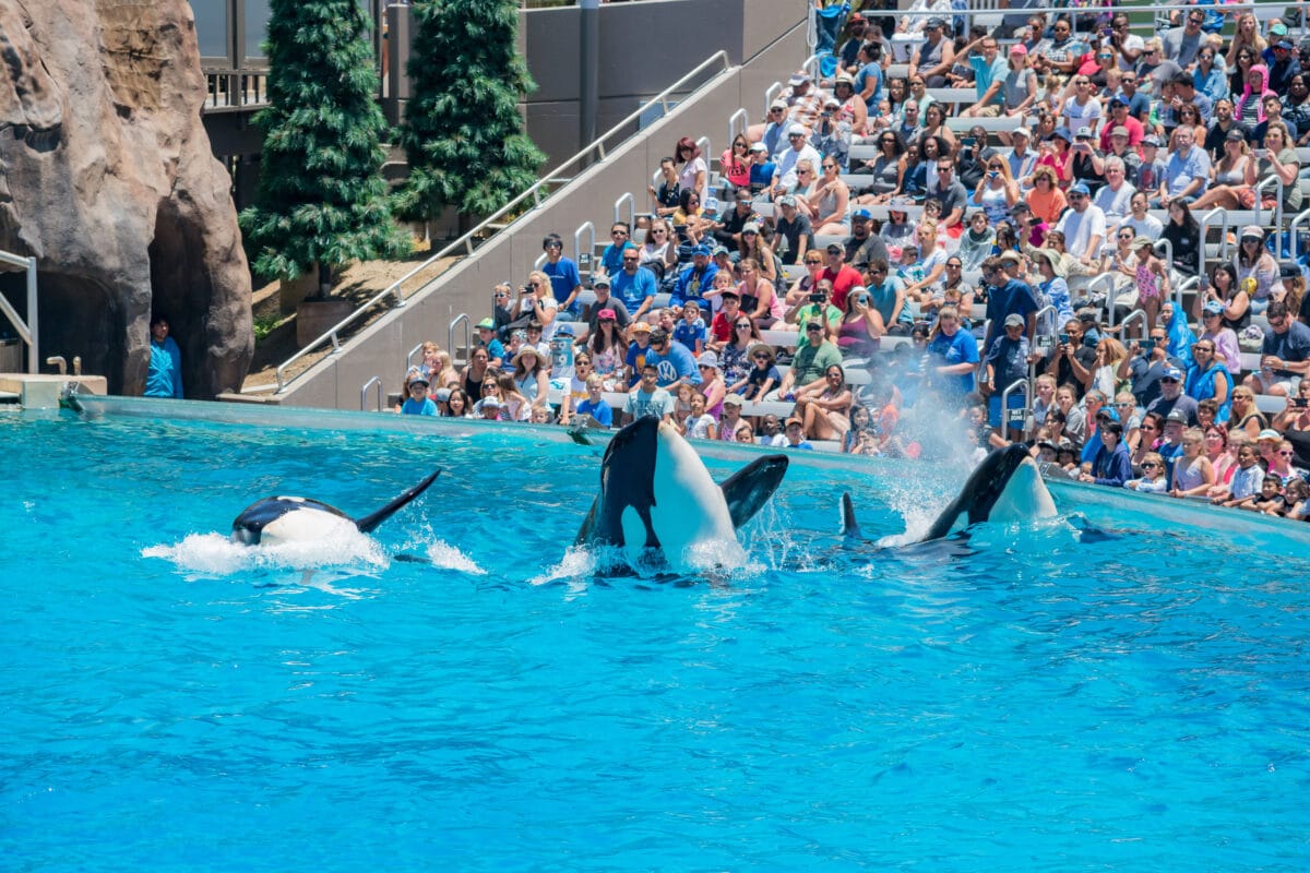 SeaWorld is a classic for our list of the best family vacation spots. | The Dating Divas