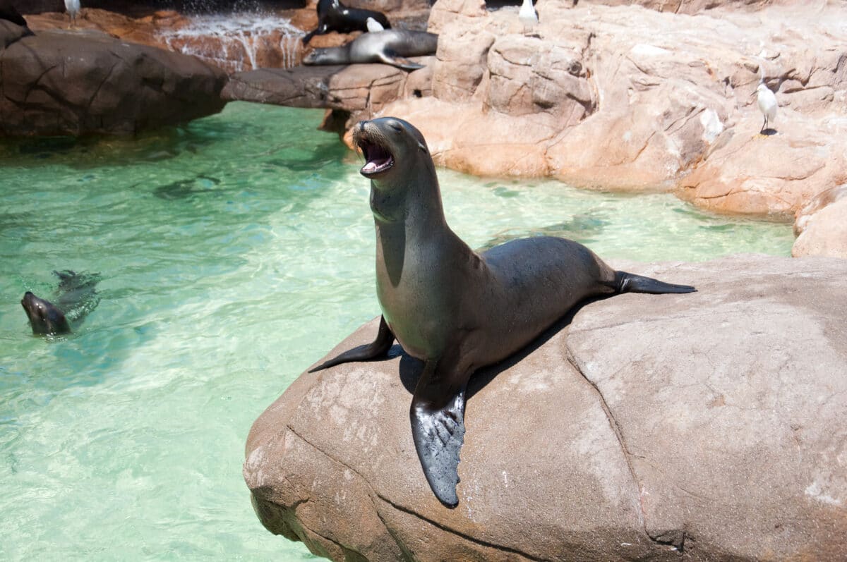 Visit the sea lions for a great thing to do in San Francisco. | The Dating Divas
