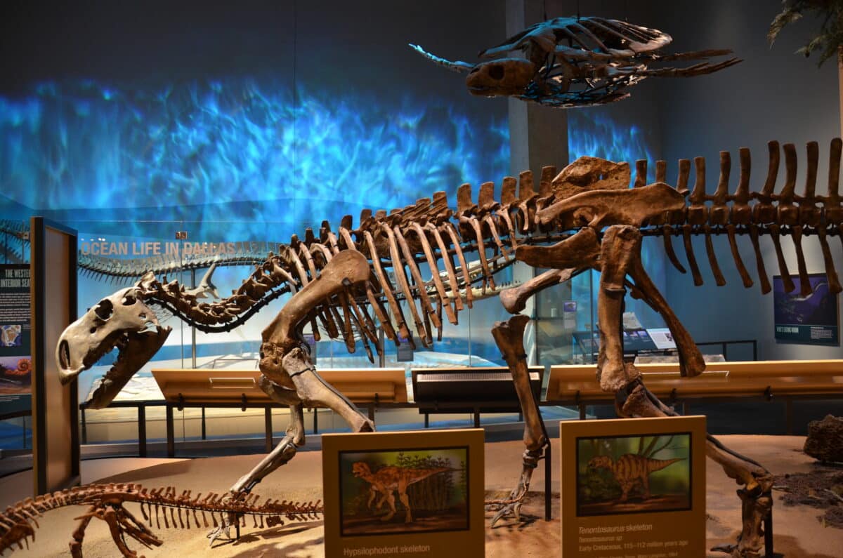 Dinosaur hall and dinosaur fossils are such fun things to do in Dallas | The Dating Divas