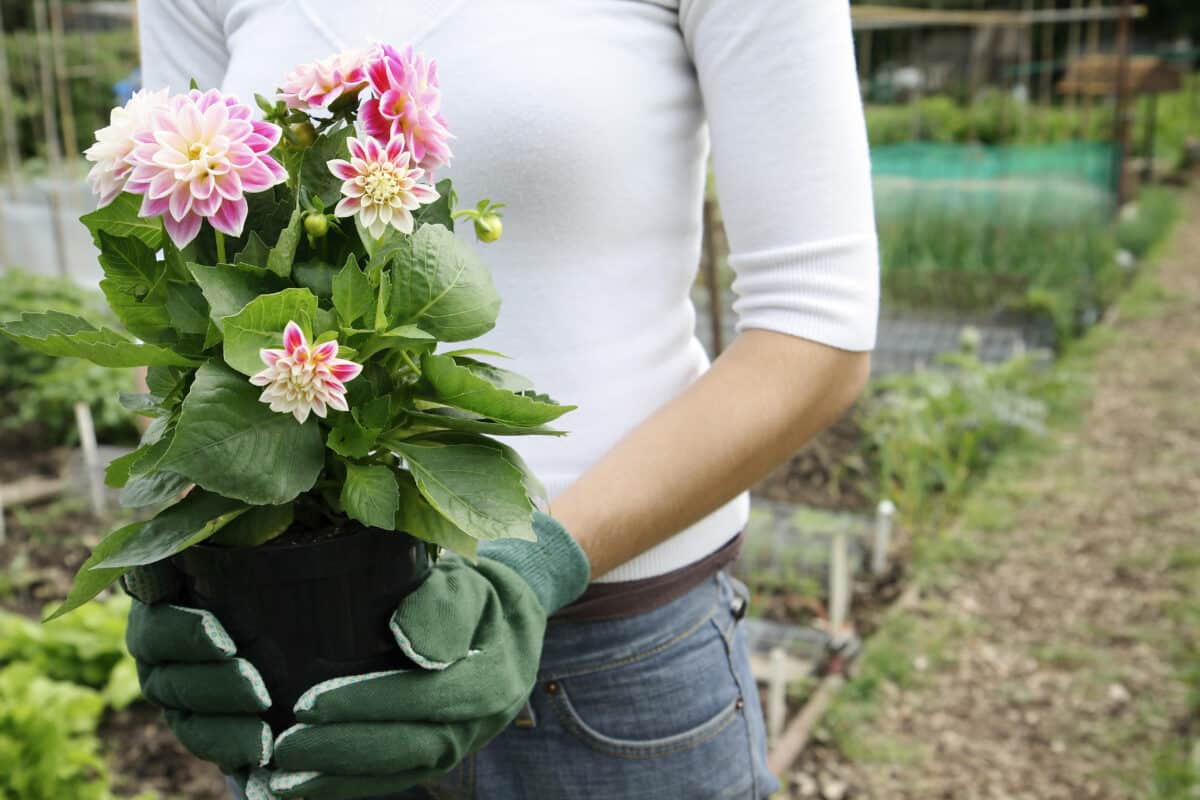 Do you need new hobbies? Try your hand at gardening! | The Dating Divas