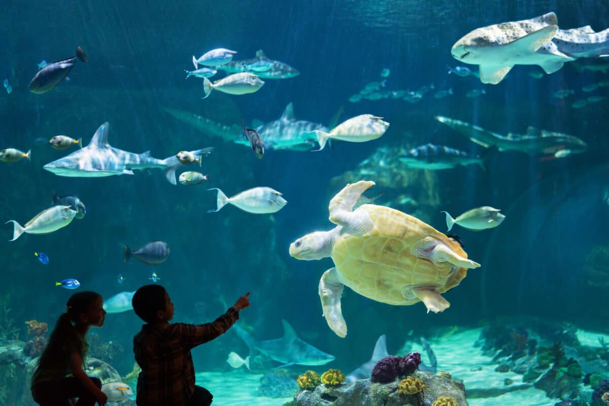 This aquarium is a must-visit for families looking for fun things to do in Salt Lake City. | The Dating Divas