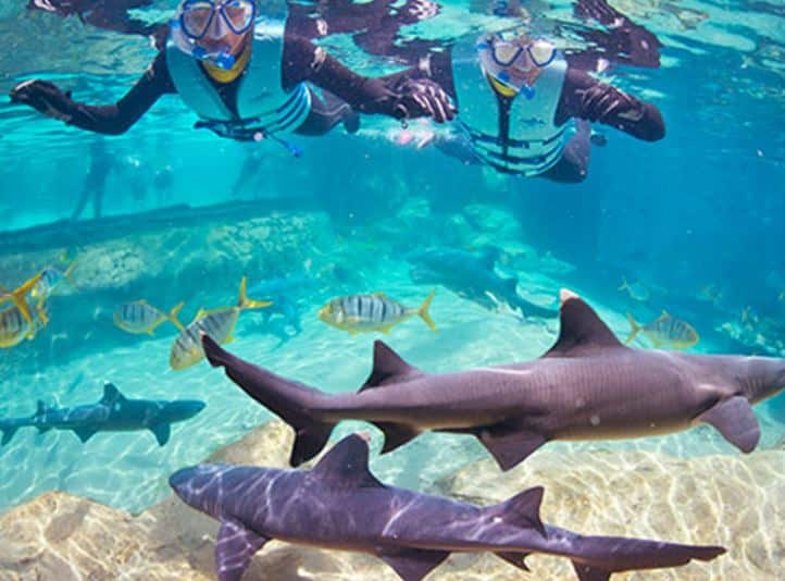 Discovery Cove is one of the best things to do in Orlando for families. | The Dating Divas