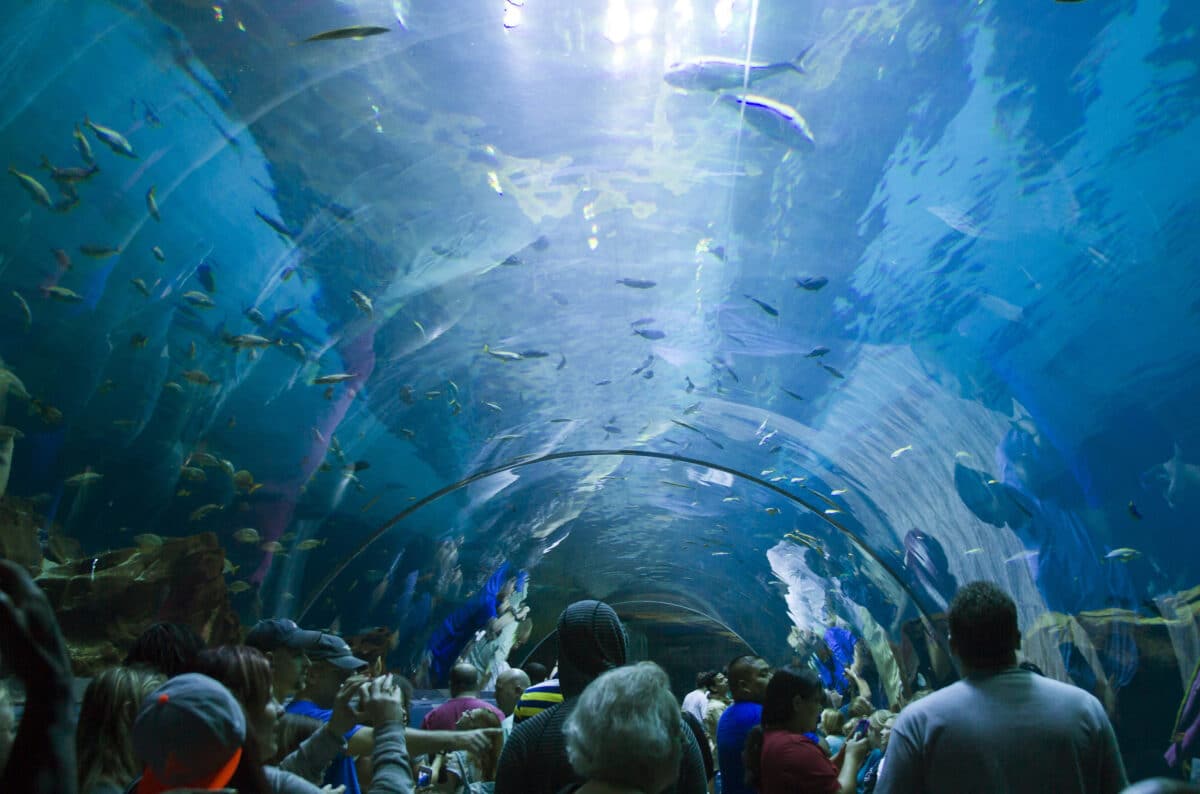 The Georgia Aquarium is one of the best things to do in Atlanta. | The Dating Divas