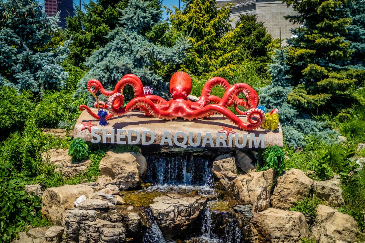 Your kids will love visiting the Shedd Aquarium when looking for things to do in Chicago! | The Dating Divas