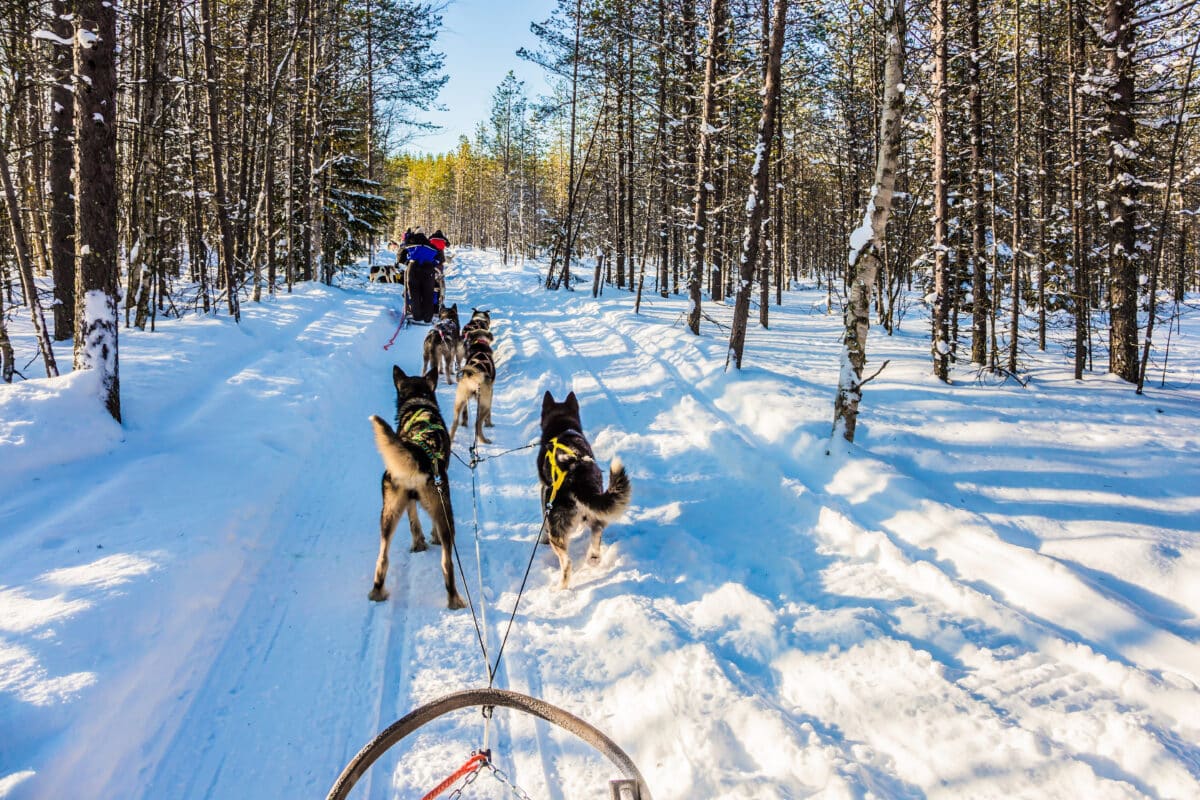 Make sure to put a dog sledding tour on your winter bucket list! | The Dating Divas