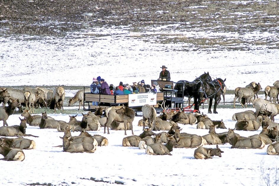 Make sure to attend a wildlife viewing area with your family for fun winter activities! | The Dating Divas