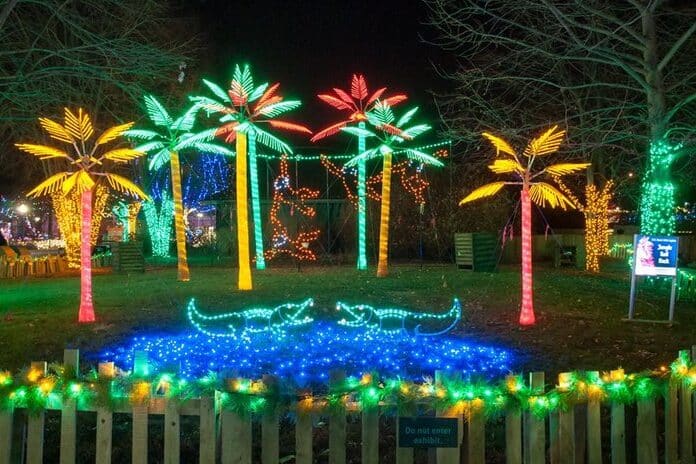 See the zoo lights for fun winter activities this year!  | The Dating Divas