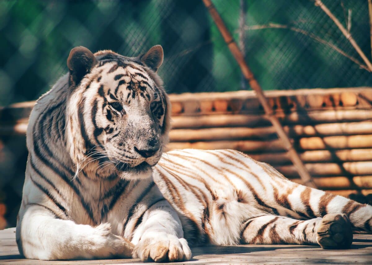 Watch and learn about tigers and lions for fun things to do in Charlotte, NC. | The Dating Divas