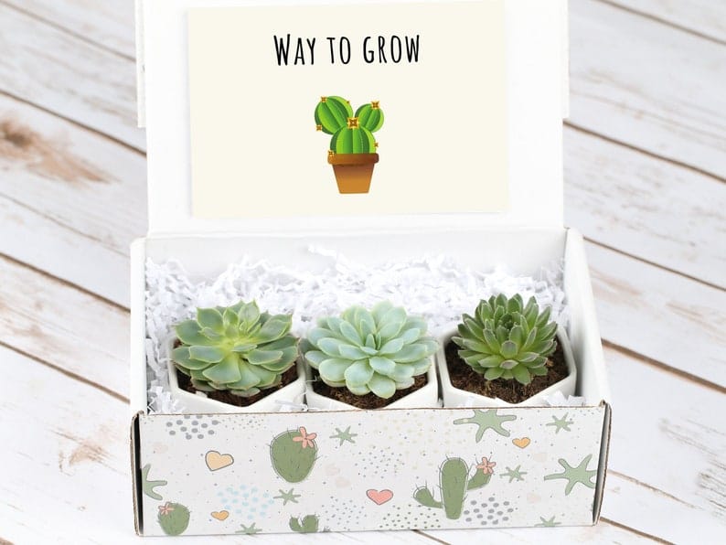 A "Way To Grow" congratulations gift basket filled with real succulents adds a touch of color to one's home or office. | The Dating Divas