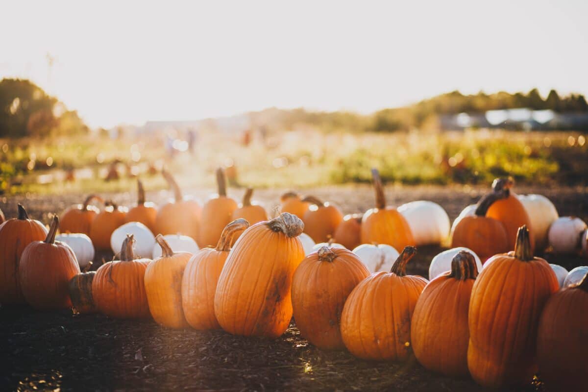 Fall quotes about pumpkins and more. | The Dating Divas