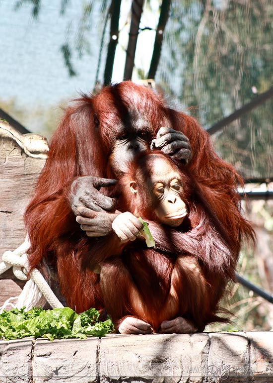 Zoo dating Zoo dating