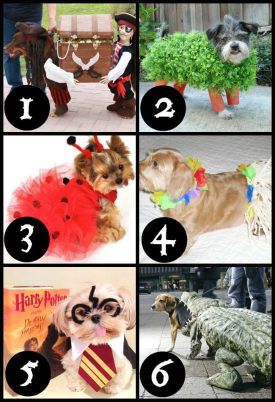 Easy Halloween Costumes for Dogs